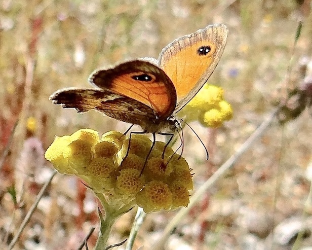 southern gatekeeper